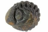 Bumpy Enrolled Morocops (Phacops) Trilobite #86416-2